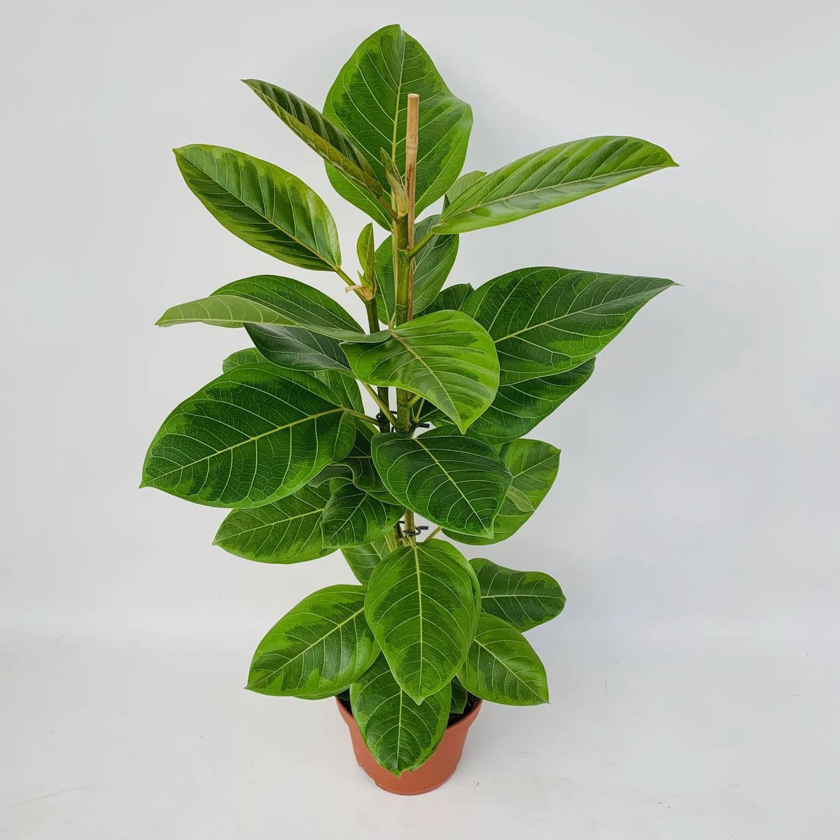 Ficus Altissima | [P21-H95] von MEERgroothandel Planten