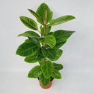 Ficus Altissima | [P21-H95] von MEERgroothandel Planten