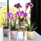 Hummingbird Home | Plant stand - Wooden plant raiser Ø12cm by Kolibri Company