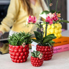 Kolibri Company | Plant set Red Phalaenopsis Orchid Congo and Succulents incl. Ceramic Berry Sierpots by Kolibri Company