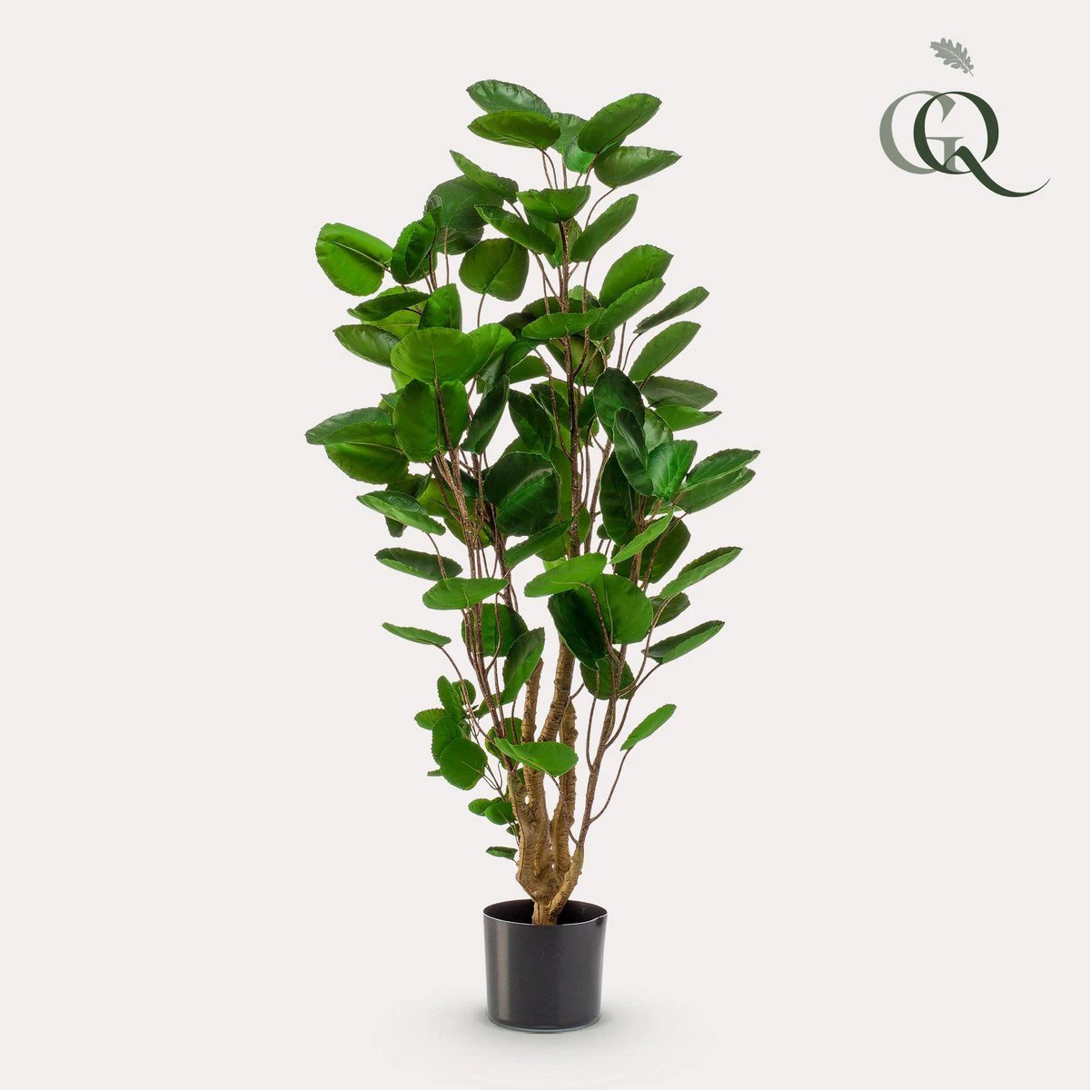 Kunstplant - Polyscias - Aralia - 105 cm by Green boutiQ