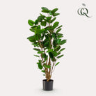 Kunstplant - Polyscias - Aralia - 105 cm by Green boutiQ