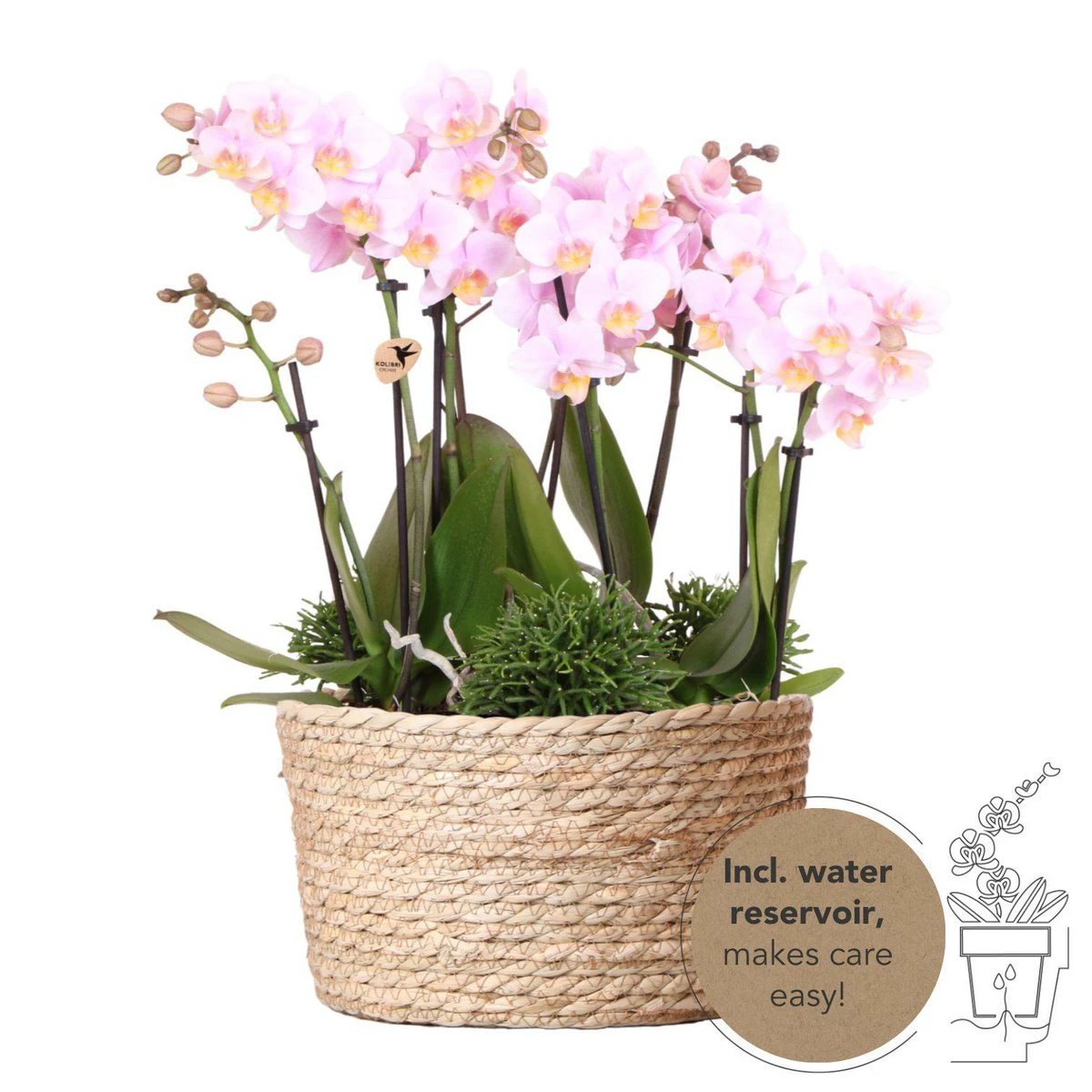 Kolibri Orchids | Pink Plant Set In Reed Basket incl. Water reservoir | Three pink orchids Andorra 9cm and three green plants | Jungle bouquet pink with self -sufficient water reservoir by Kolibri Company