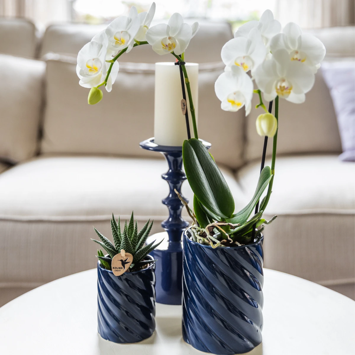 Kolibri Orchids | Set van witte orchidee Amabilis en succulent in Candy sierpotten blauw - potmaat Ø9cm & Ø6cm | bloeiende kamerplant - vers van de kweker by Kolibri Company