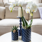 Kolibri Orchids | Set van witte orchidee Amabilis en succulent in Candy sierpotten blauw - potmaat Ø9cm & Ø6cm | bloeiende kamerplant - vers van de kweker by Kolibri Company