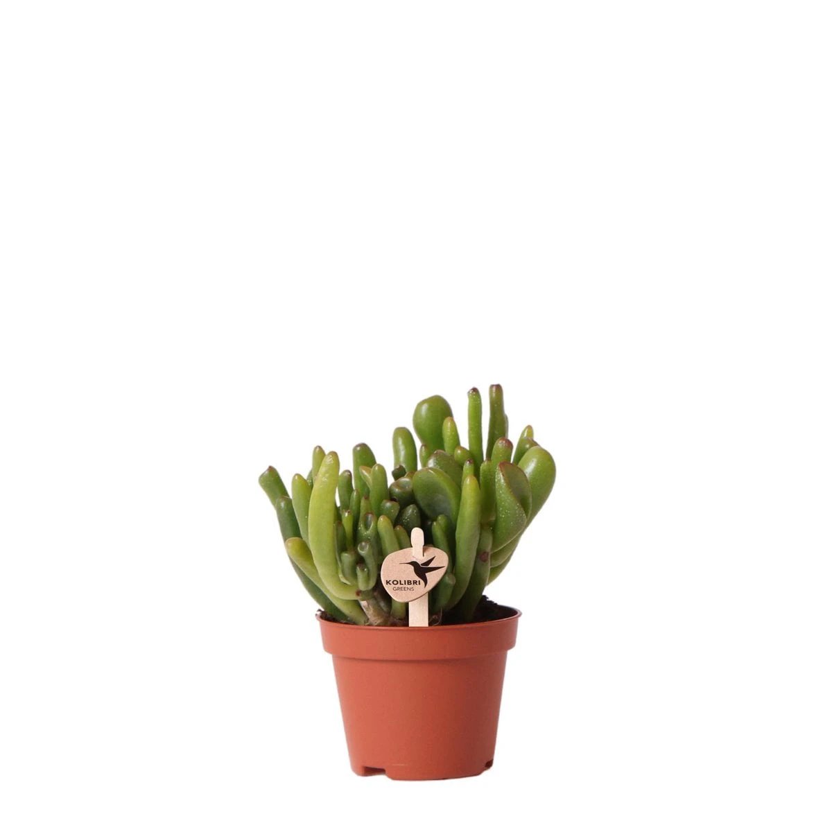 Kolibri Greens | Green Plant - Succulent Crassula Hobbit Pot size Ø6cm | green houseplant - fresh from the grower by Kolibri Company