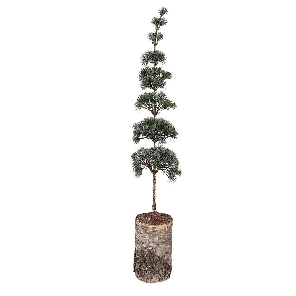 Mini Artificial Christmas Tree 15x15x80 cm Green Wood by Clayre & Eef.