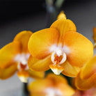 Kolibri Orchids | Orange Orchid Set In Reed Basket incl. Water reservoir | Three Orange Orchids Las Vegas 12cm | Mono Bouquet Orange with self -sufficient water reservoir. by Kolibri Company