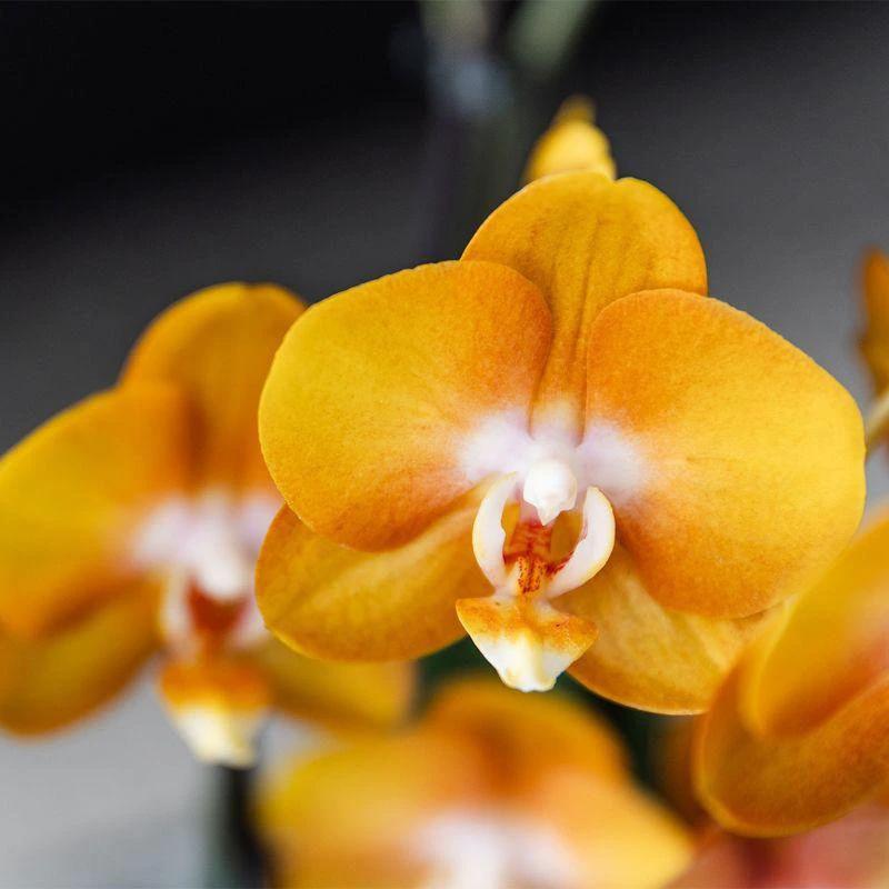 Kolibri Orchids | Orange Orchid Set In Reed Basket incl. Water reservoir | Three Orange Orchids Las Vegas 12cm | Mono Bouquet Orange with self -sufficient water reservoir. by Kolibri Company