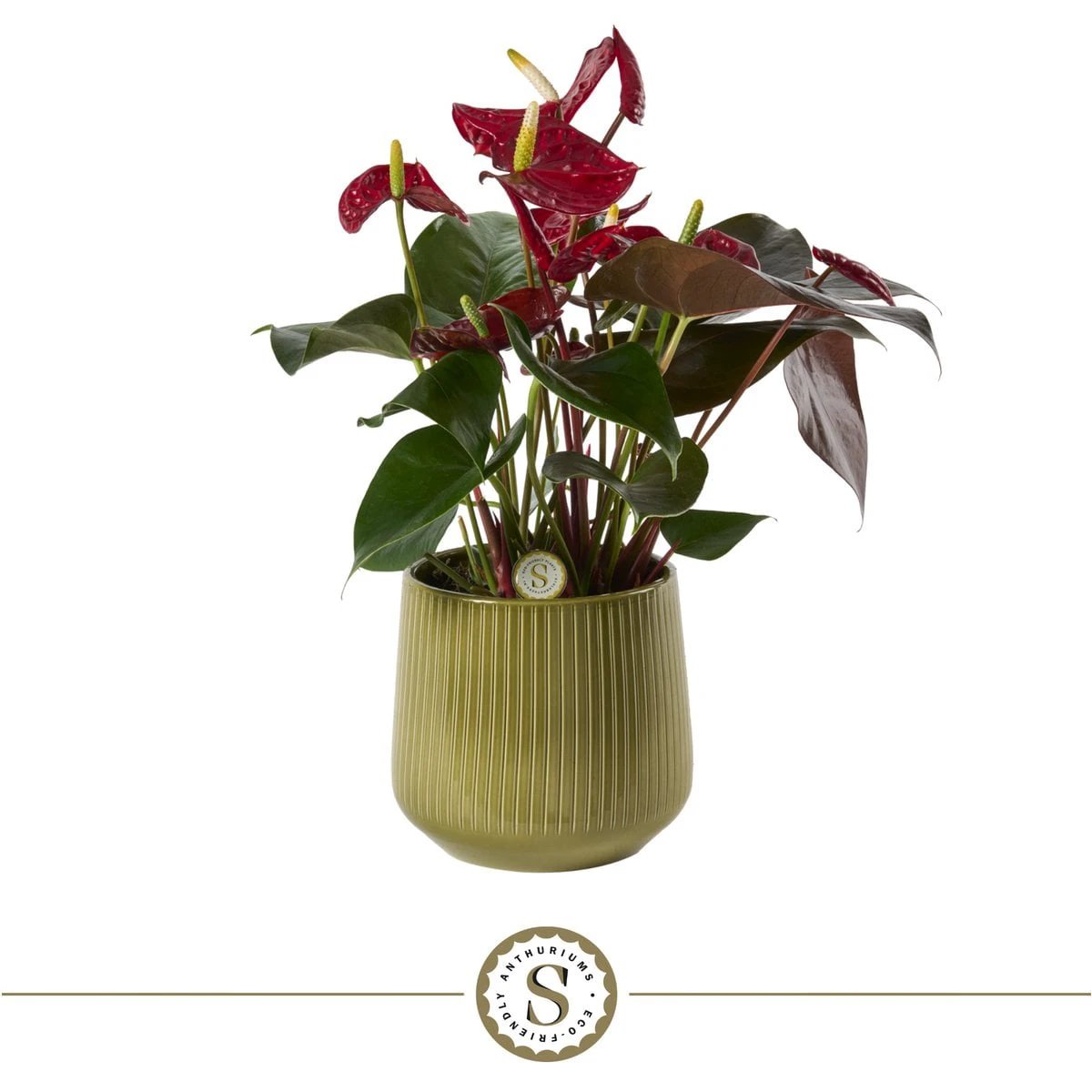 Green Coral by Blooming Luxury