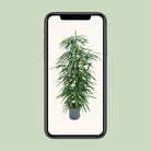 Ficus Binnendijkii 'Alii' (Hydro) – Ø18 cm – ↕110 cm von MEERgroothandel Planten