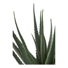 Aloe Vera by EMIRELLE
