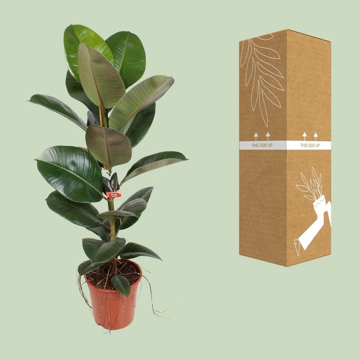 Ficus Elastike Robasta ౨౧ cm | [Prof. ౯౫] von MEERgroothandel Planten