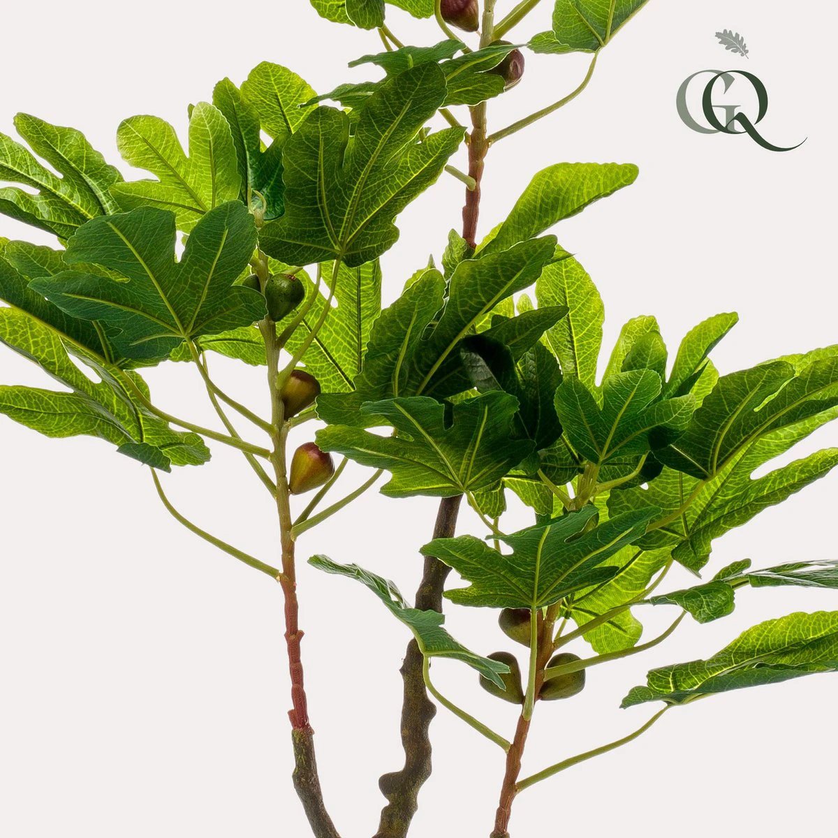 Art plant - Ficus Carica - Figen Tree - 95 cm by Green boutiQ