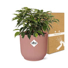 Ficus Benjamina Kinky im ELHO Vibes Fold 14 cm in Rosa von MEERgroothandel Planten