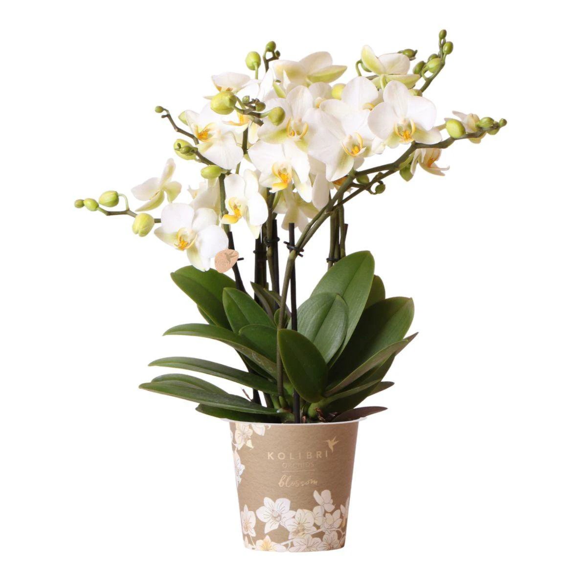 Colibr Orchids | white Phalaenopsist orchid - Lausannne-making Ø12cm | -driving room plant - freshly from the grower by Kolibri Company