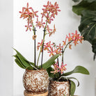 Hummingbird Home | Safari pot - 12 - Ø12cm by Kolibri Company