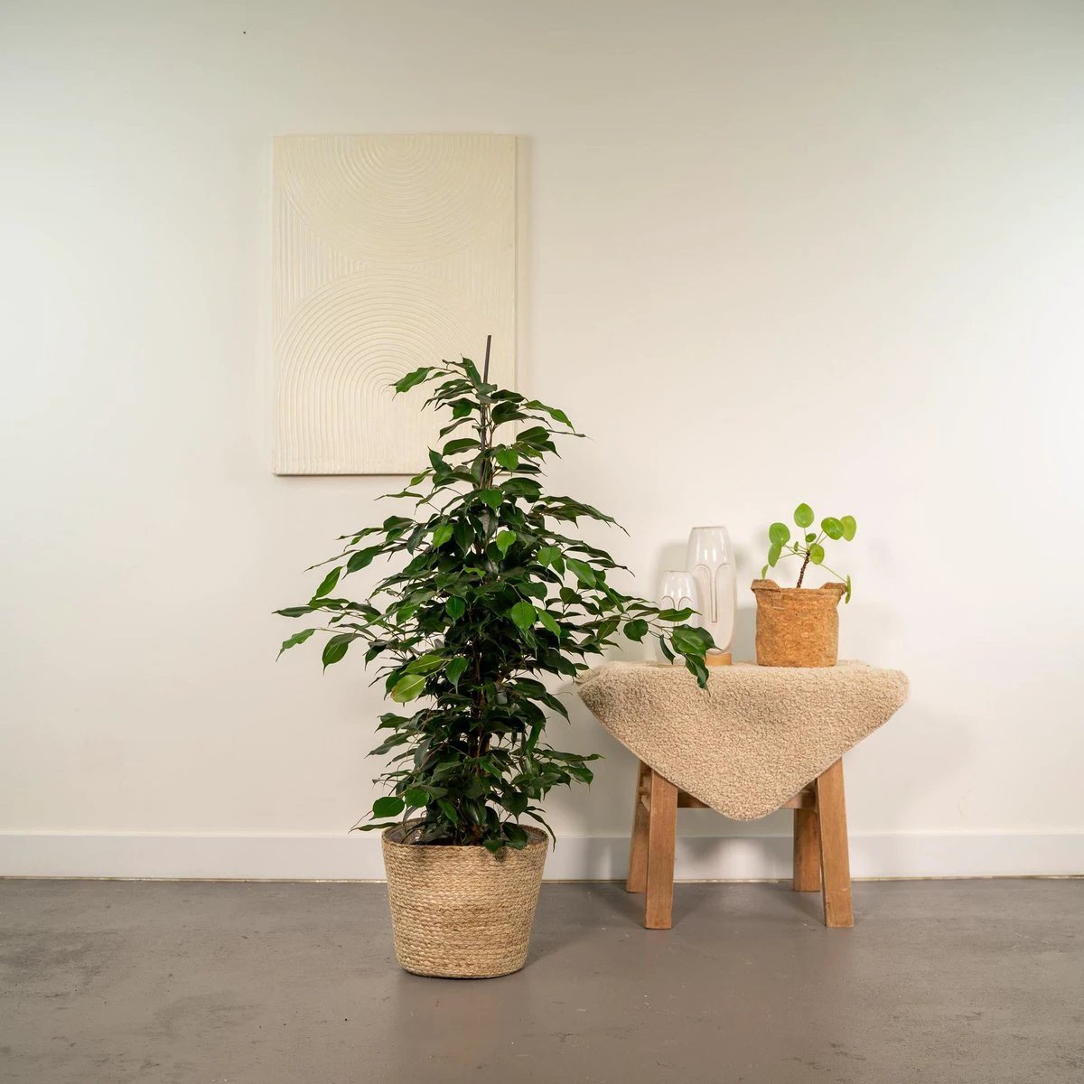 Ficus benjamina Danielle - ↨95cm - Ø21cm + Mand Selin by MEERgroothandel Planten