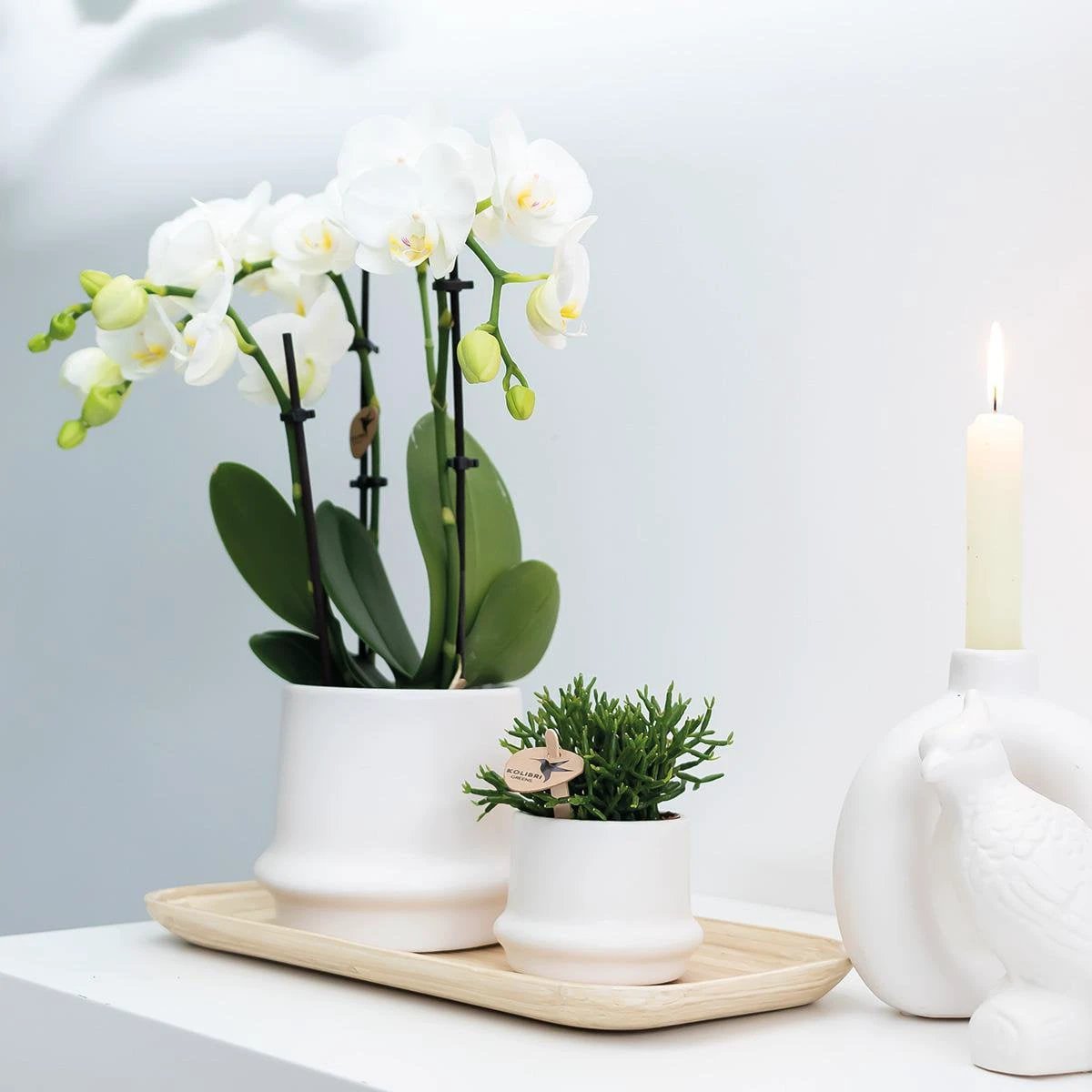 Colibr Orchids | COMBI DEAL from 2 white Phalaenopsis orchids - Amabilis - pot measure Ø9cm | -driving room plant - freshly from the grower by Kolibri Company
