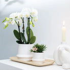 Colibr Orchids | COMBI DEAL from 2 white Phalaenopsis orchids - Amabilis - pot measure Ø9cm | -driving room plant - freshly from the grower by Kolibri Company