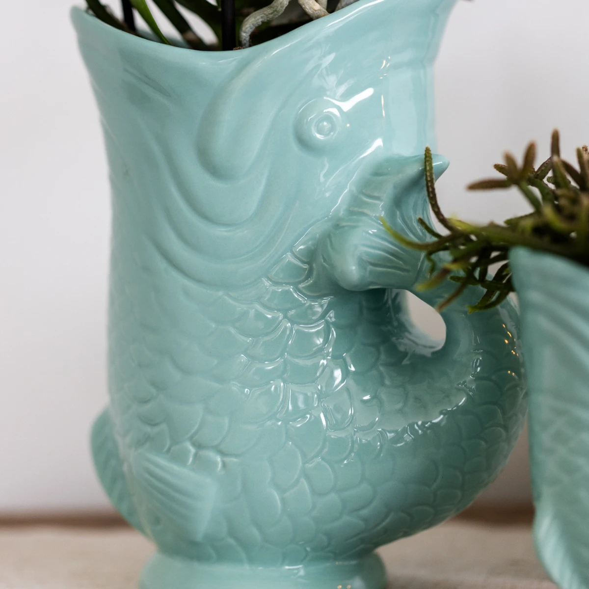 Hummingbird Orchids | Plant set Fish Turquoise | Set with white Phalaenopsis orchid Amabilis Ø9cm and green plant Succulent Crassula Hobbit Ø6cm | incl. turquoise ceramic decorative pots by Kolibri Company