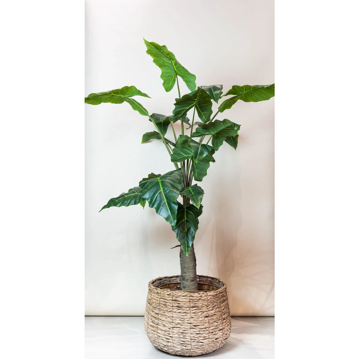 Art plant - Alocasia - Elephants ear - 150 cm by Green boutiQ