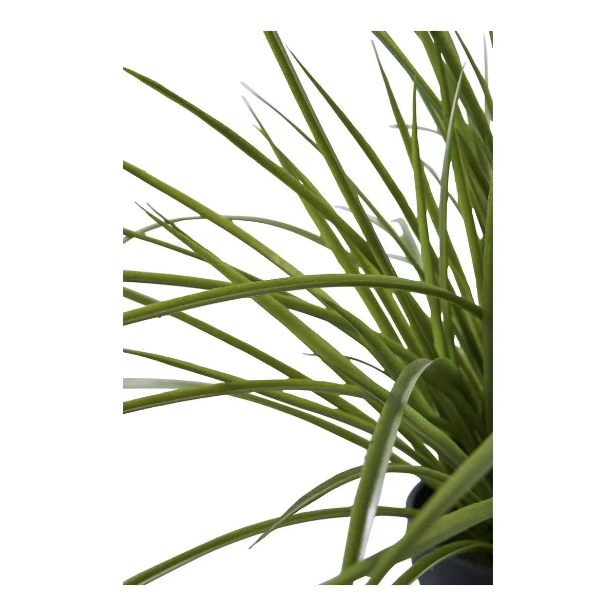 Grass by EMIRELLE