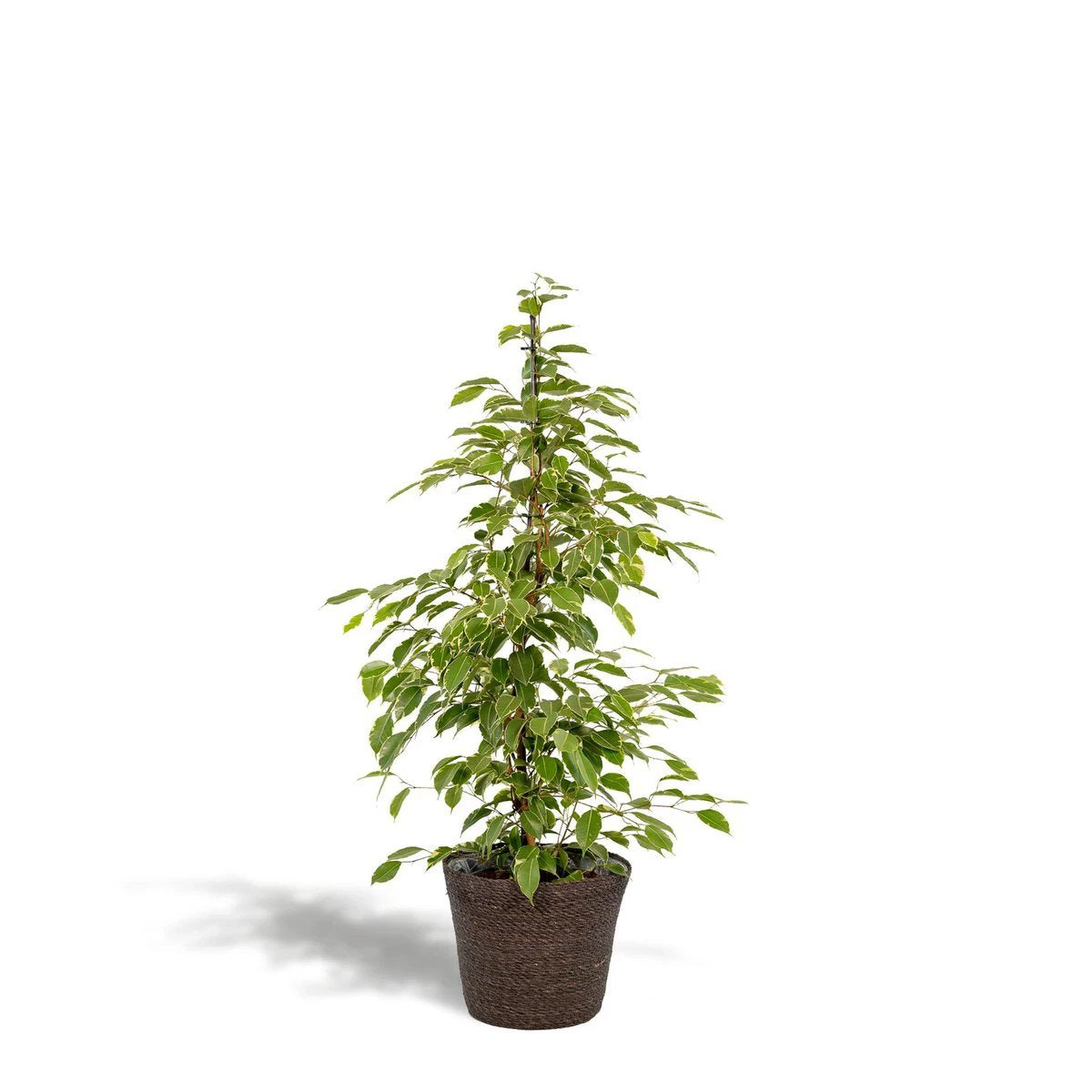 Ficus benjamina Goldenking – ↨95 cm – Ø21 cm + Korb Igmar von MEERgroothandel Planten