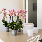 Colibr Orchids | purple orchids set in Como dish incl. water reservoir | three purple orchids Morelia 9cm | Mono Buquet purple with self-supporting water reservoir by Kolibri Company