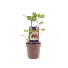 Ficus Brown Turkey – Ø15 cm – ↕40 cm von MEERgroothandel Planten