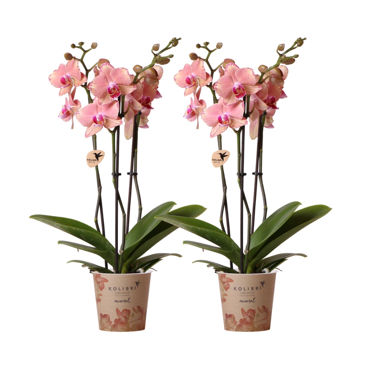 Kolibri Orchids I COMBI DEAL van 2 Phalaenopsis orchideeën - Pirate Picotee - potmaat Ø12cm | bloeiende kamerplant - vers van de kweker by Kolibri Company