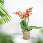 Kolibri Orchids | COMBI DEAL van 4 oranje Phalaenopsis orchideeën - Bolzano - potmaat Ø9cm | bloeiende kamerplant - vers van de kweker by Kolibri Company