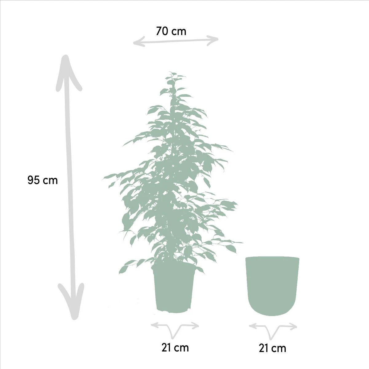 Ficus benjamina Goldenking - ↨95 cm - Ø21 cm + Topf Mayk Gold von MEERgroothandel Planten