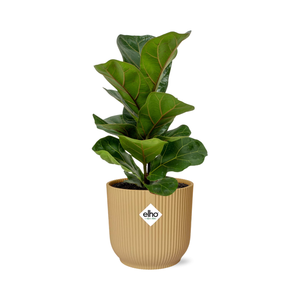 Ficus Lyrata ‘Bambino’ in ELHO Vibes Fold 14cm geel by MEERgroothandel Planten