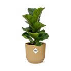 Ficus Lyrata ‘Bambino’ in ELHO Vibes Fold 14cm geel by MEERgroothandel Planten
