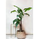 Art plant - Alocasia - Elephants ear - 180 cm by Green boutiQ