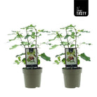 Ficus Précoce de Dalmatie (15020) - 2 Stück - Ø15 cm - ↕40 cm von MEERgroothandel Planten