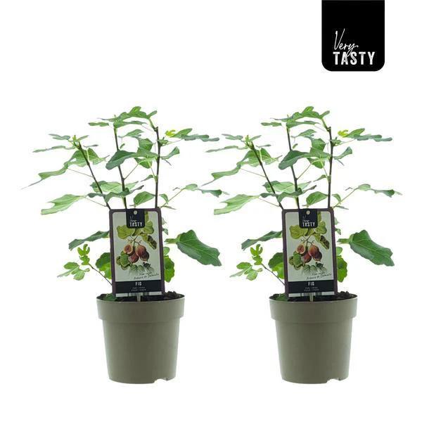 Ficus Précoce de Dalmatie (15020) - 2 Stück - Ø15 cm - ↕40 cm von MEERgroothandel Planten