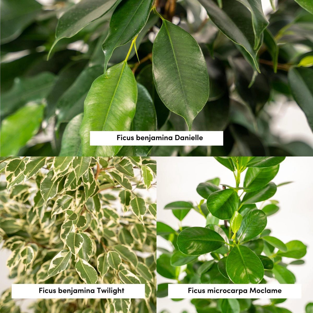Ficus Benjamina Danielle - Ø21cm - ↕95cm + Ficus Benjamina Twilight - Ø21cm - ↕95cm + Ficus Microcarpa Moclame - Ø21cm - ↕95cm + Mand Selin by MEERgroothandel Planten