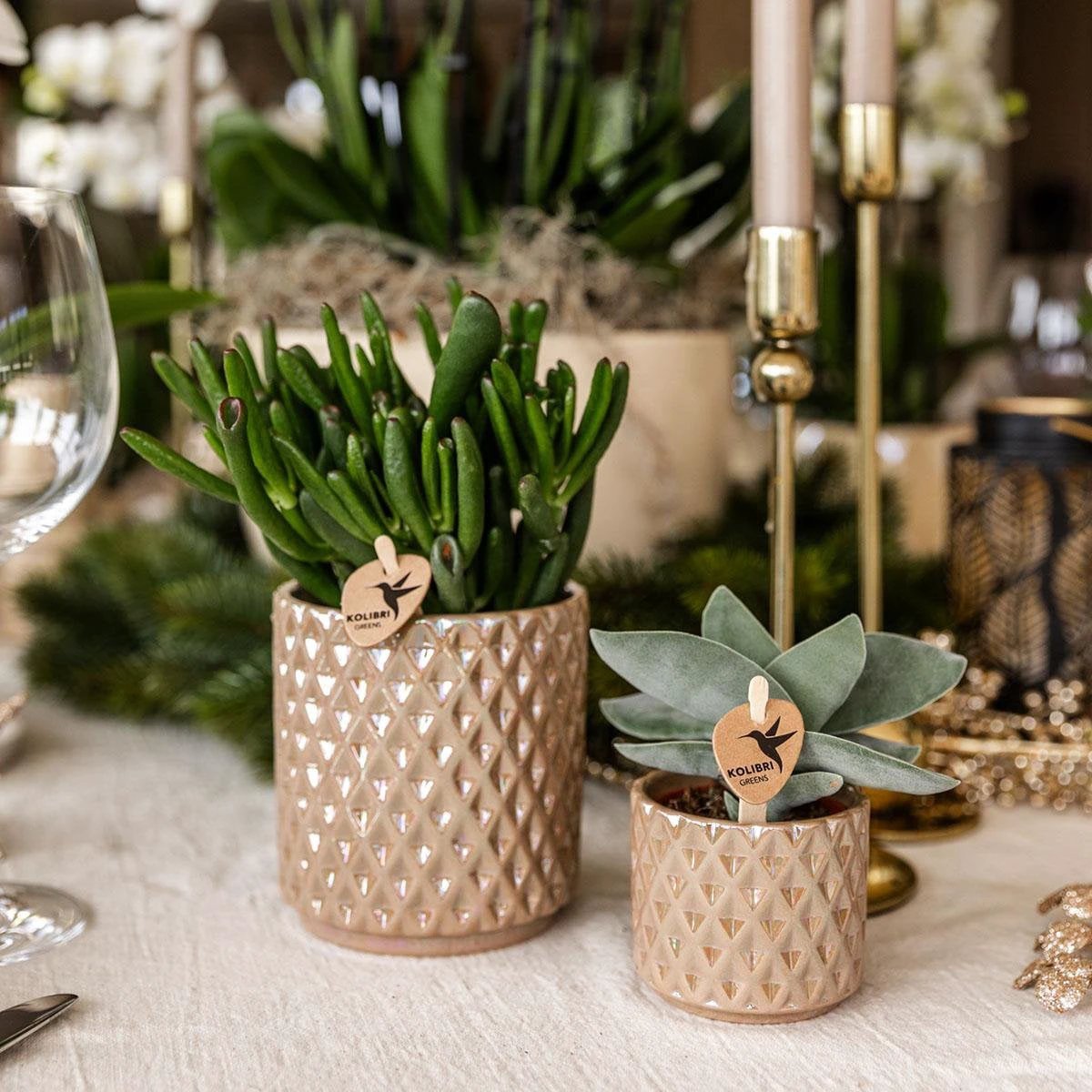 Kolibri Greens | Green Plant - Succulent Crassula Hobbit | green houseplant - fresh from the grower - Ø9cm by Kolibri Company