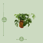 Monstera Minima - Ø12cm - ↕30cm by MEERgroothandel Planten
