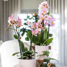 Hummingbird Home | Pastel pot pink - Ø9cm by Kolibri Company