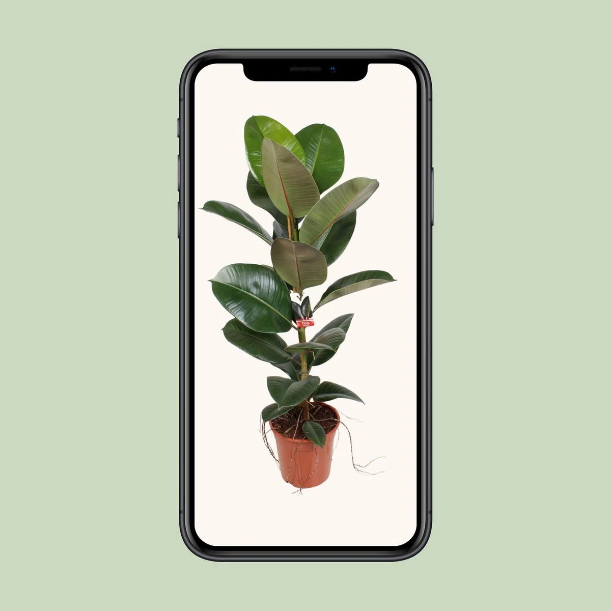 Fikus Elastike Robasta ౨౧ CM | [Prof. ౯౫] von MEERgroothandel Planten