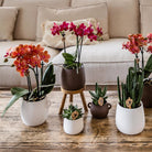 Hummingbird Home | Plant stand - Wooden plant raiser Ø12cm by Kolibri Company