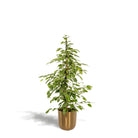 Ficus benjamina Goldenking - ↨95 cm - Ø21 cm + Topf Mayk Gold von MEERgroothandel Planten