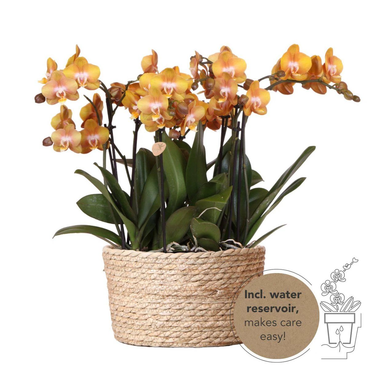 Kolibri Orchids | Orange Orchid Set In Reed Basket incl. Water reservoir | Three Orange Orchids Las Vegas 12cm | Mono Bouquet Orange with self -sufficient water reservoir. by Kolibri Company