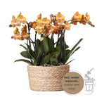 Kolibri Orchids | Orange Orchid Set In Reed Basket incl. Water reservoir | Three Orange Orchids Las Vegas 12cm | Mono Bouquet Orange with self -sufficient water reservoir. by Kolibri Company