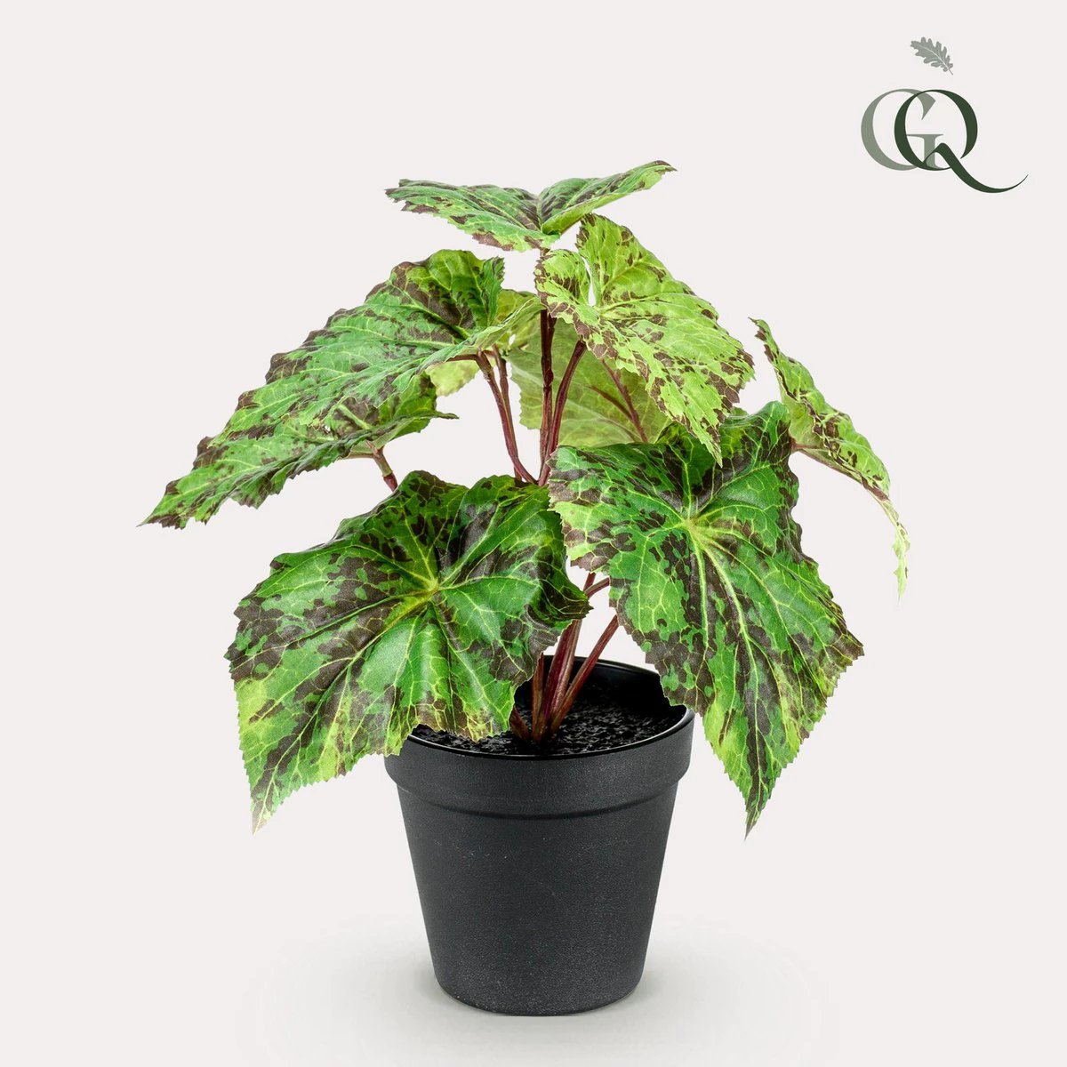 Kunstpflanze – Begonia Rex – Blattbegonie – 25 cm von Green boutiQ