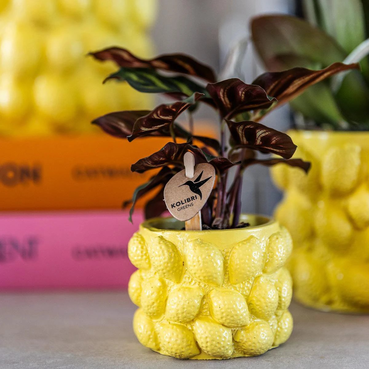 Hummingbird Home | Citrus pot yellow - Ø9cm by Kolibri Company