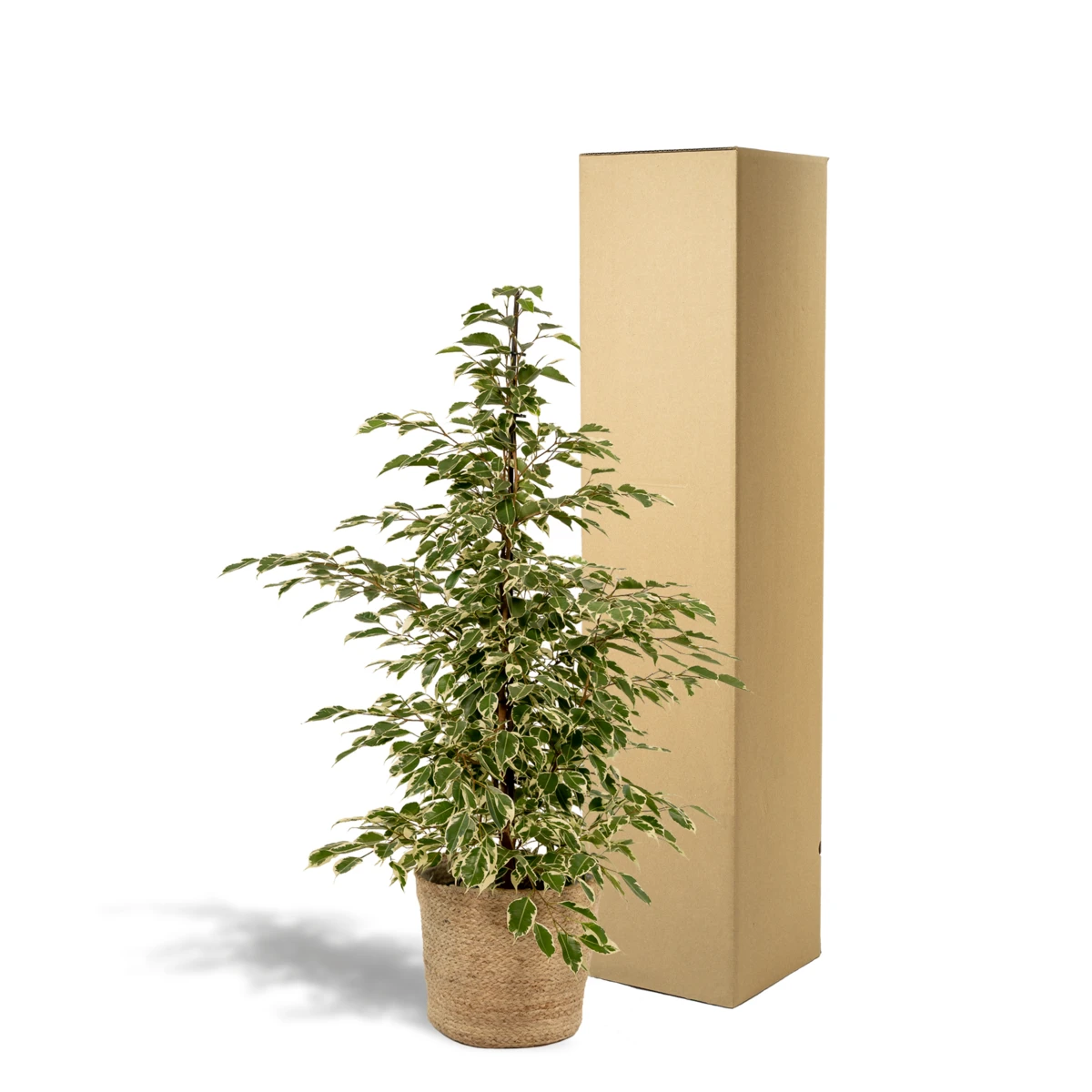 Ficus benjamina Twilight - Ø21cm - ↕95cm + Mand Selin by MEERgroothandel Planten